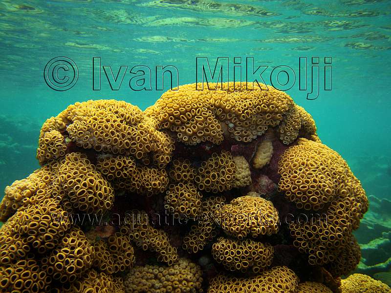 yellow soft coral
